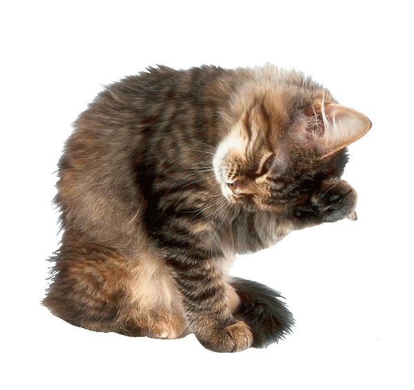 котик~Анимационные блестящие открытки GIF
