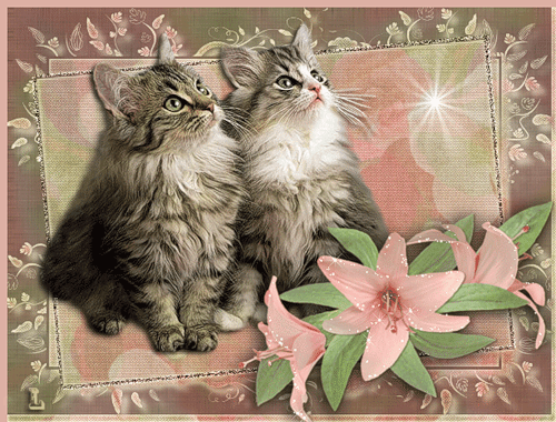 Сибирские котята~Анимационные блестящие открытки GIF