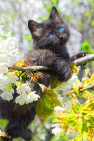 Котенок на ветке~Анимационные блестящие открытки GIF