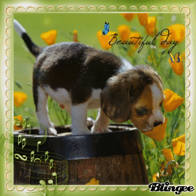Собачка на прогулке - Собачки открытки и картинки