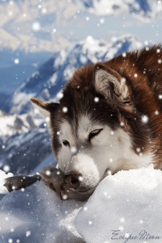 Собака породы хаски - Собачки открытки и картинки