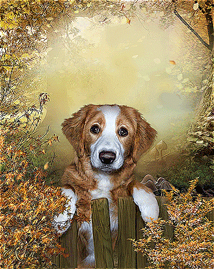 Верный пес~Анимационные блестящие открытки GIF