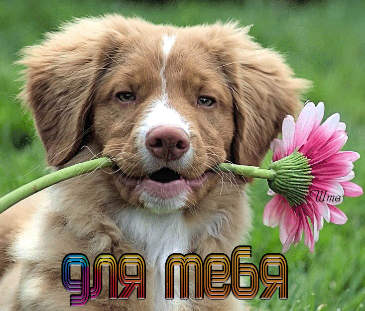 Собака с цветком в зубах~Анимационные блестящие открытки GIF