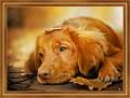 Грустный пёс - Собачки открытки и картинки