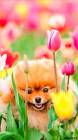 Милая собачка с тюльпанами - Собачки открытки и картинки