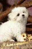 Белый и пушистый щенок - Собачки открытки и картинки