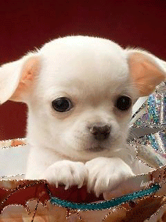 Маленькая белая собачка~Анимационные блестящие открытки GIF