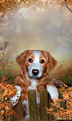 Пес и осень~Анимационные блестящие открытки GIF
