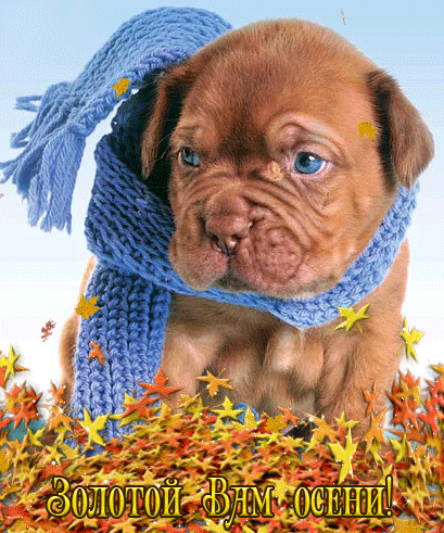 Осенний щенок~Анимационные блестящие открытки GIF