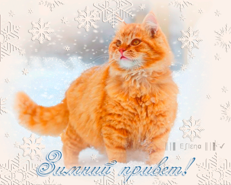 Зимний привет с рыжим котиком~Анимационные блестящие открытки GIF
