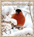 Снежный приветик - Зима открытки и картинки