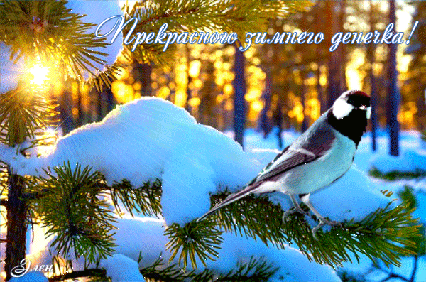 Прекрасного зимнего денечка!~Анимационные блестящие открытки GIF