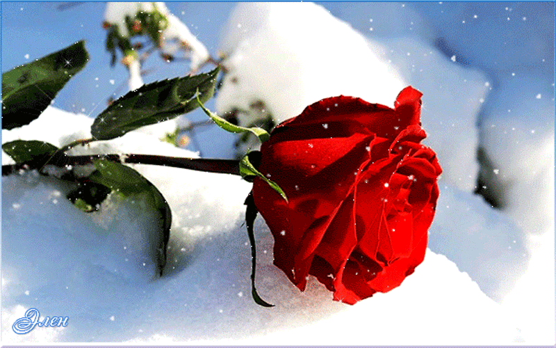 Роза на снегу~Анимационные блестящие открытки GIF