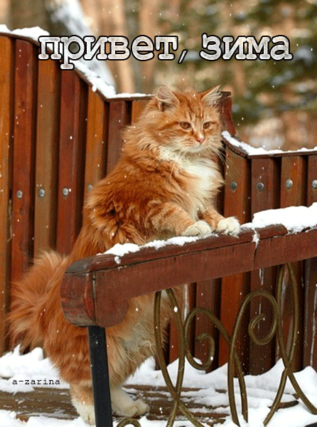 привет от рыжего кота~Анимационные блестящие открытки GIF