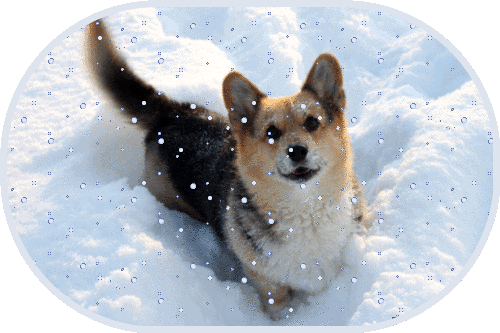 Собака - улыбака машет хвостом~Анимационные блестящие открытки GIF