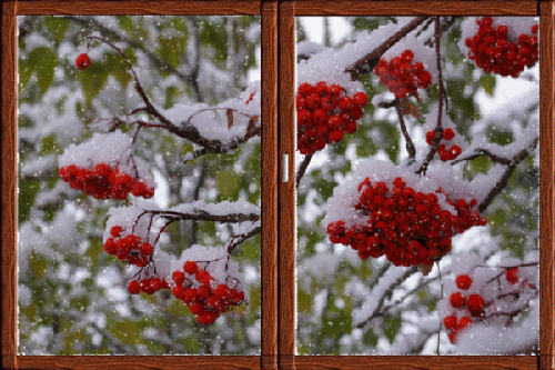 Гроздья рябины под снегом~Анимационные блестящие открытки GIF