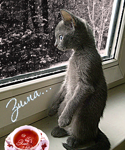 Котёнок у зимнего окна~Анимационные блестящие открытки GIF