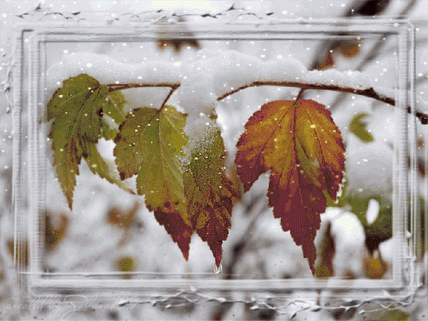 Листья под снегом~Анимационные блестящие открытки GIF