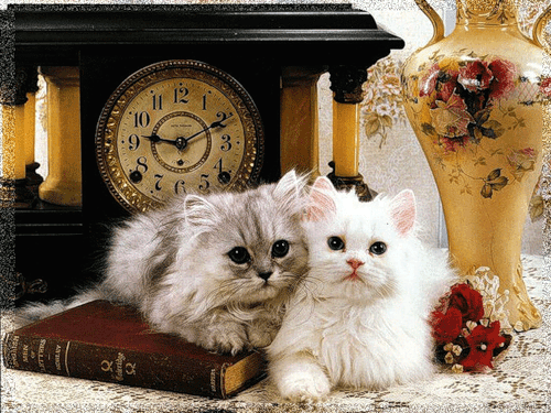 Красивые котята~Анимационные блестящие открытки GIF
