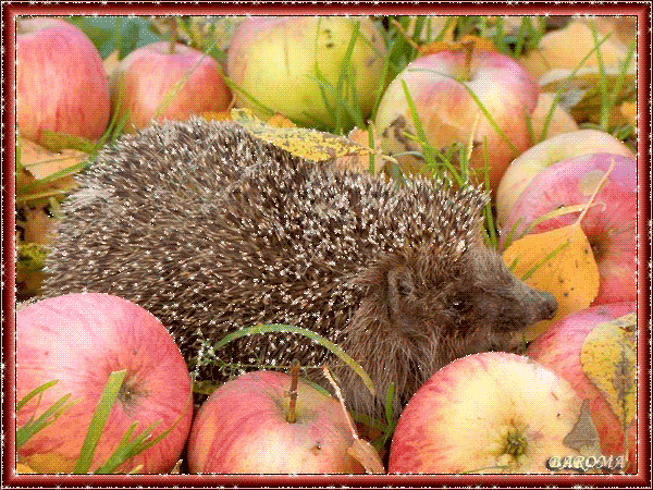 Ёжик в яблоках~Анимационные блестящие открытки GIF