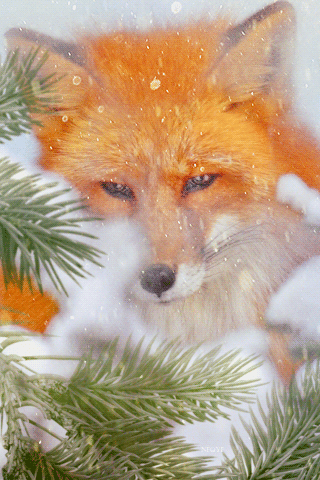 Рыжая лисица~Анимационные блестящие открытки GIF