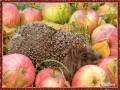 Ёжик в яблоках - Фото животных открытки и картинки