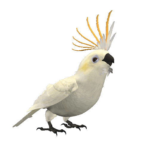 Говорящий попугай~Анимационные блестящие открытки GIF