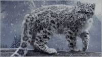 Ирбис снежный леопард - Фото животных открытки и картинки