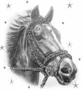 Лошадь - Фото животных открытки и картинки