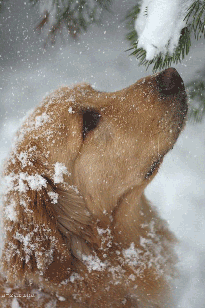 Собака в зимнем парке~Анимационные блестящие открытки GIF