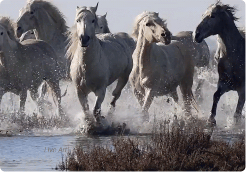 Бегущие лошадки - Фото животных открытки и картинки