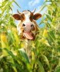 прикольная корова - Фото животных открытки и картинки