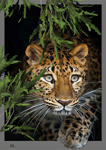 Ягуар в зарослях~Анимационные блестящие открытки GIF