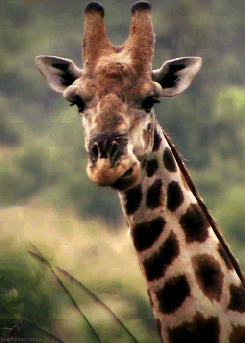 Гиф анимация Жираф - Фото животных открытки и картинки
