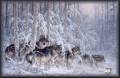 Волки в зимнем лесу - Фото животных открытки и картинки