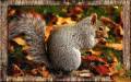 Белка в осеннем лесу - Фото животных открытки и картинки