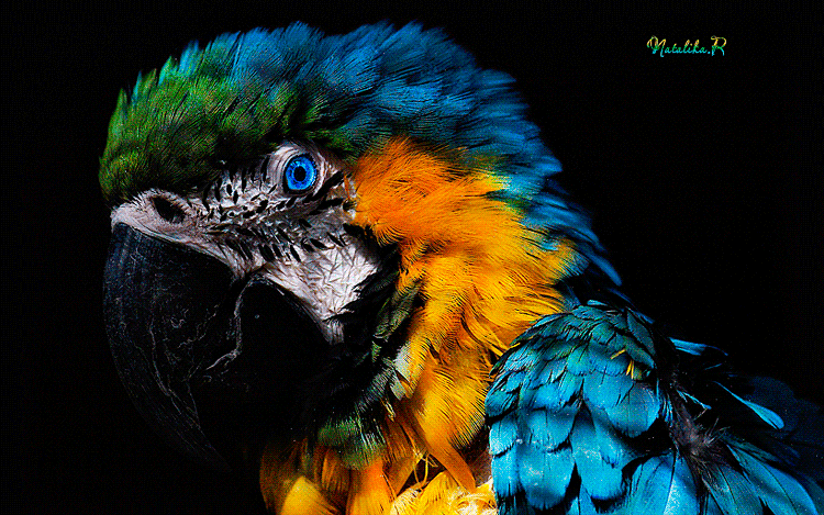 Попугай~Анимационные блестящие открытки GIF