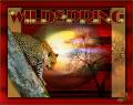 Леопард - Фото животных открытки и картинки