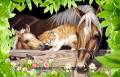 Животные - Фото животных открытки и картинки