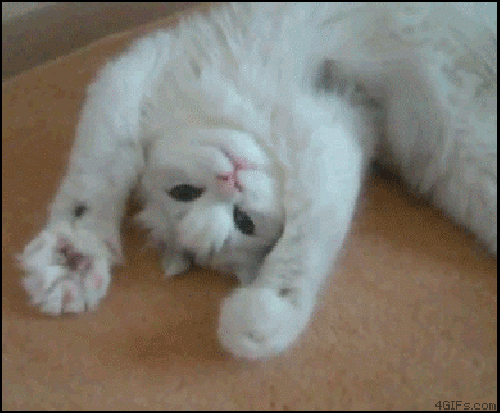 Белый котик~Анимационные блестящие открытки GIF