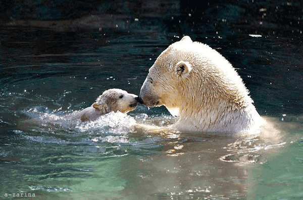 Белые медведи гиф - Фото животных открытки и картинки