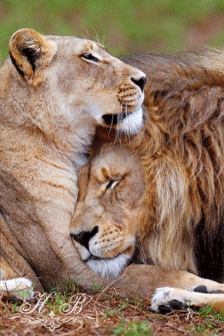 Лев и львица - Фото животных открытки и картинки