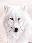 Белый волк - Фото животных открытки и картинки