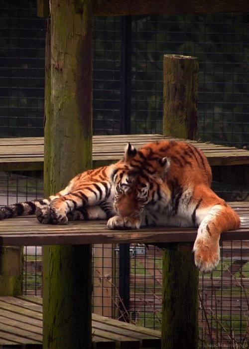 Тигр в зоопарке - Фото животных открытки и картинки
