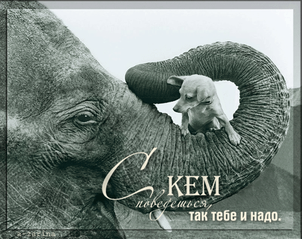 Слон и Моська~Анимационные блестящие открытки GIF