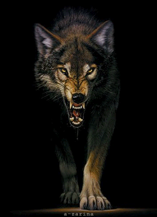 Волк - Фото животных открытки и картинки