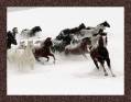 Лошади на снегу - Фото животных открытки и картинки