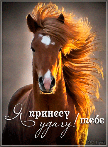 Лошадь~Анимационные блестящие открытки GIF