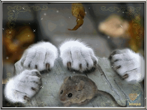 Кошки-мышки~Анимационные блестящие открытки GIF