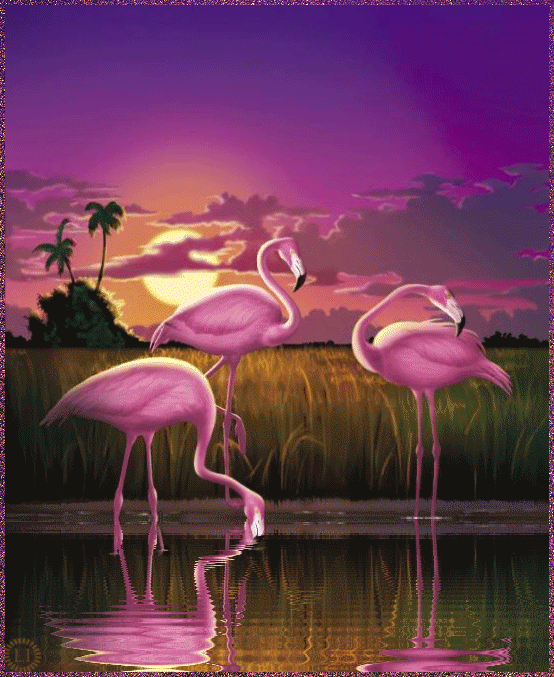 Розовый фламинго в лучах заката~Анимационные блестящие открытки GIF